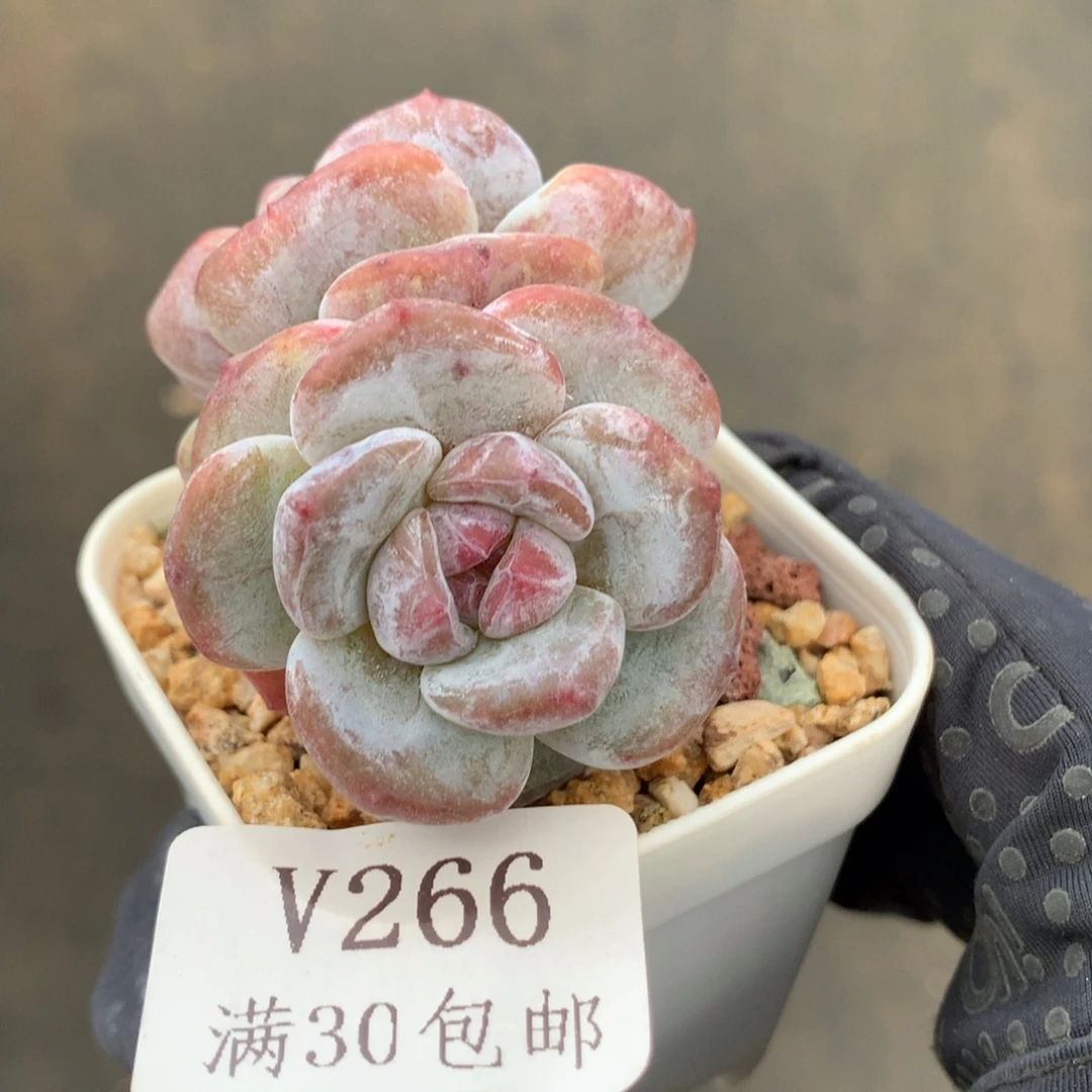 266。石化石榴籽星影双头5.5cm。
