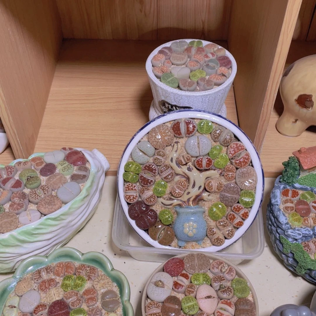 大树根。。。。。。。。。