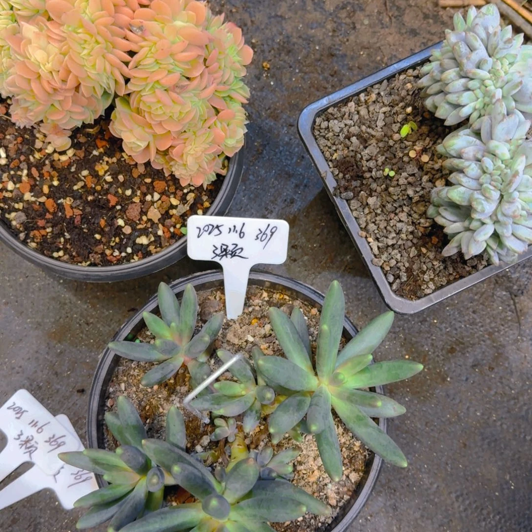 木***易一物一拍三颗星娜塔半夏烟花369