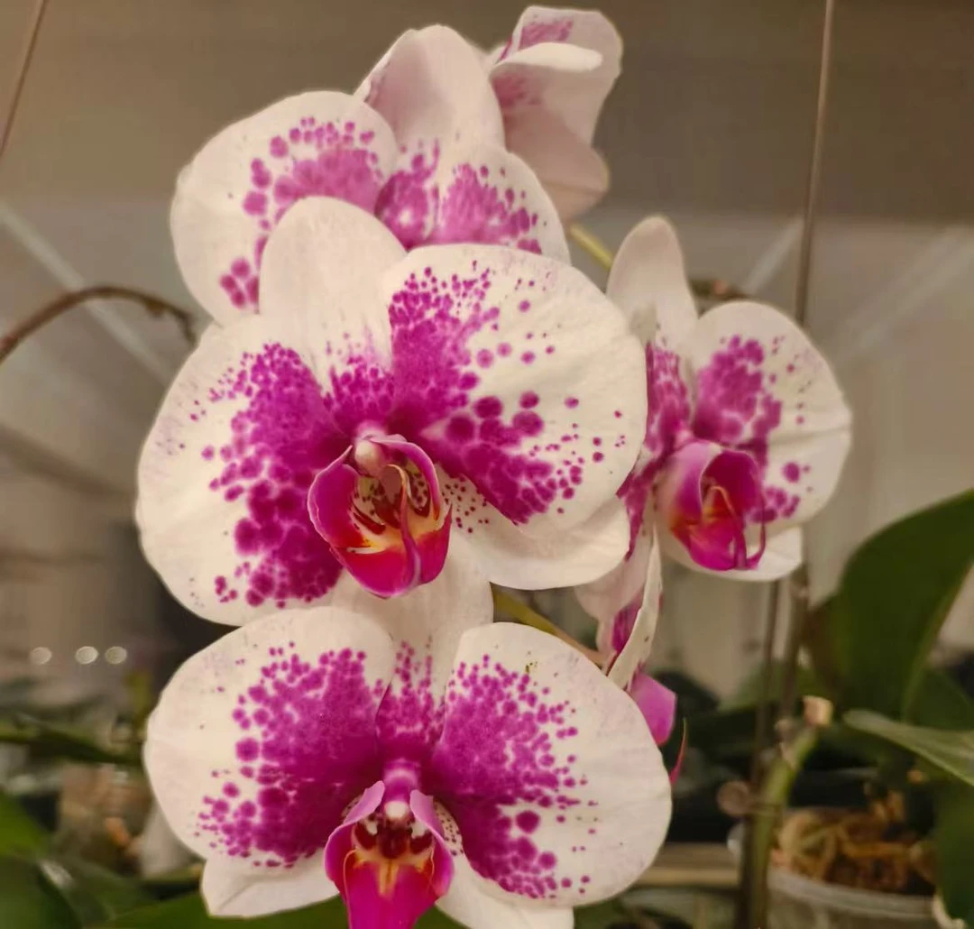蝴蝶兰【大熊猫】单花剑 大花型 花色鲜艳 优质苗情 广州直发