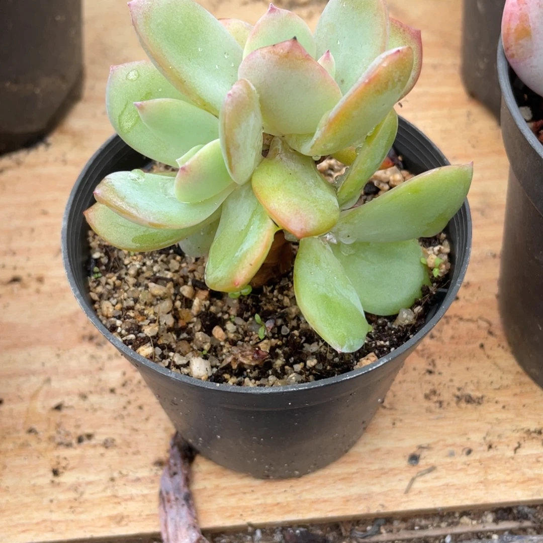 b***茶0720  白凤  六月六