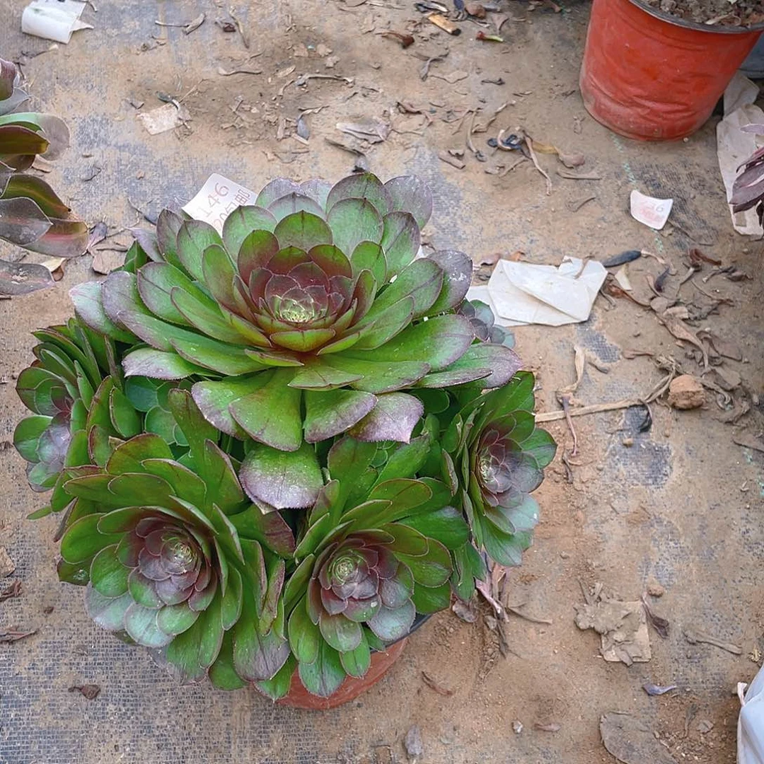 146万圣节拉丝多肉法师