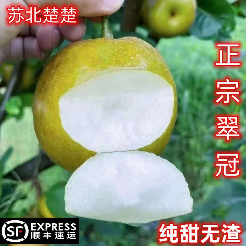 【顺丰包邮】正宗翠梨翠冠梨酥梨现摘现发细腻无渣纯甜苏翠一号