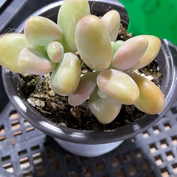 多肉植物芒果奶605