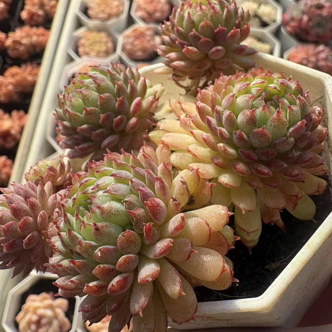 《新疆包邮》小红衣7cm冠幅