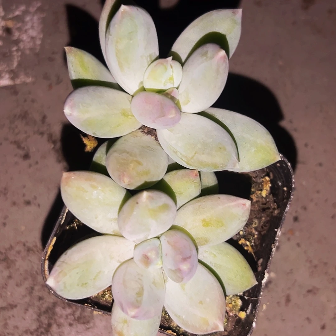 桔云多肉美人精品系列