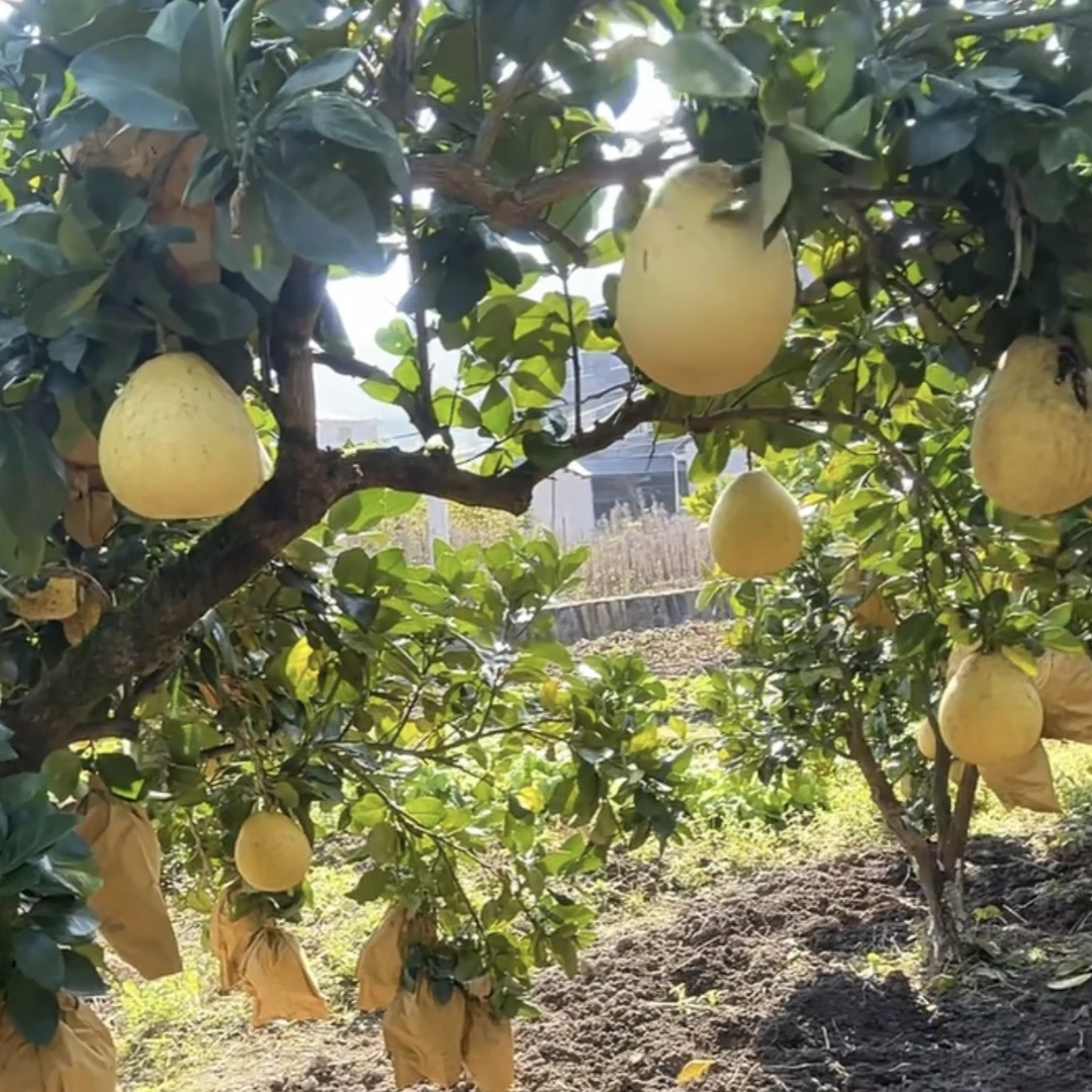 湖北恩施宣恩高罗正宗白柚