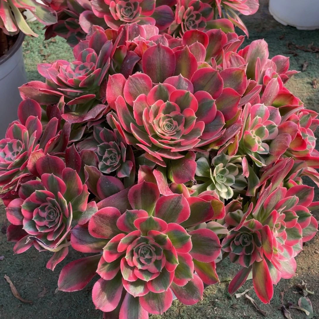 485初恋精品法师多肉