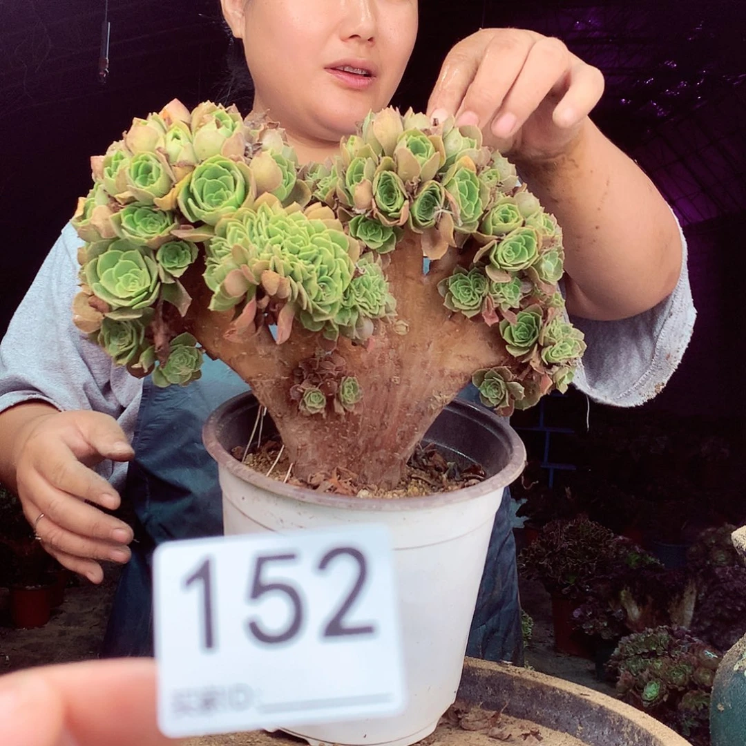 柒柒精品多肉脱土发货不包断侧枝152