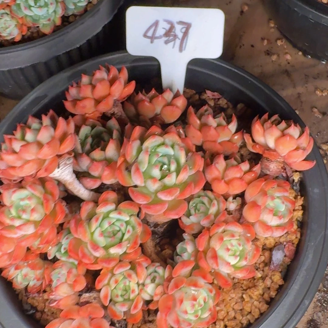 子***琛多肉植物的生长发育与