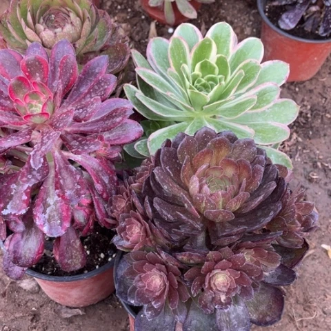 022多肉植物组合