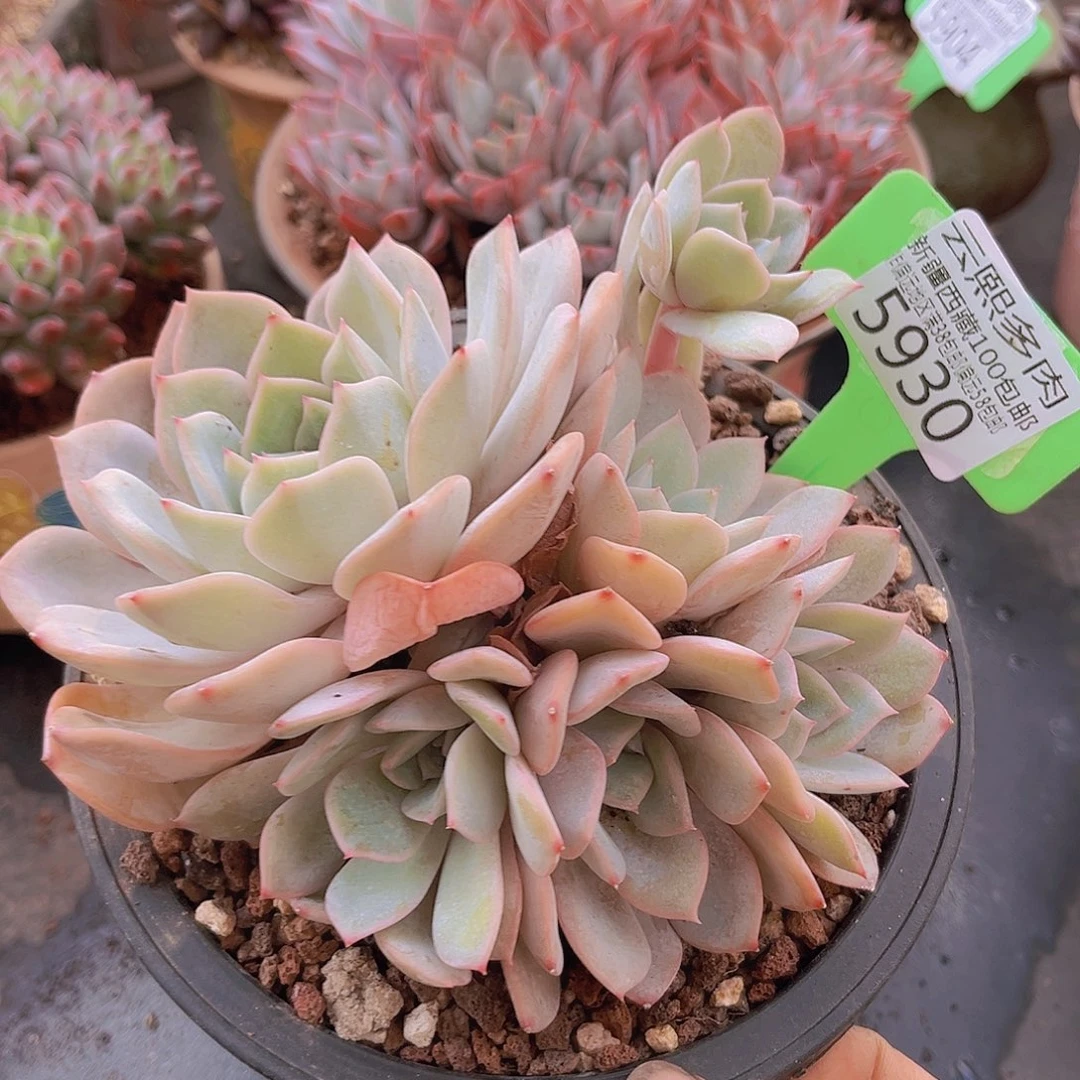 5930提拉米苏多肉植物