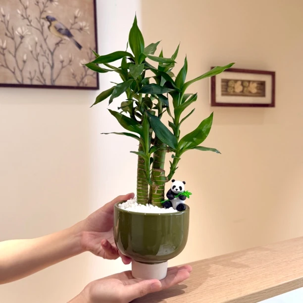 步步高富贵竹观音竹小盆栽盆景室内客厅办公室桌面观叶花卉绿植