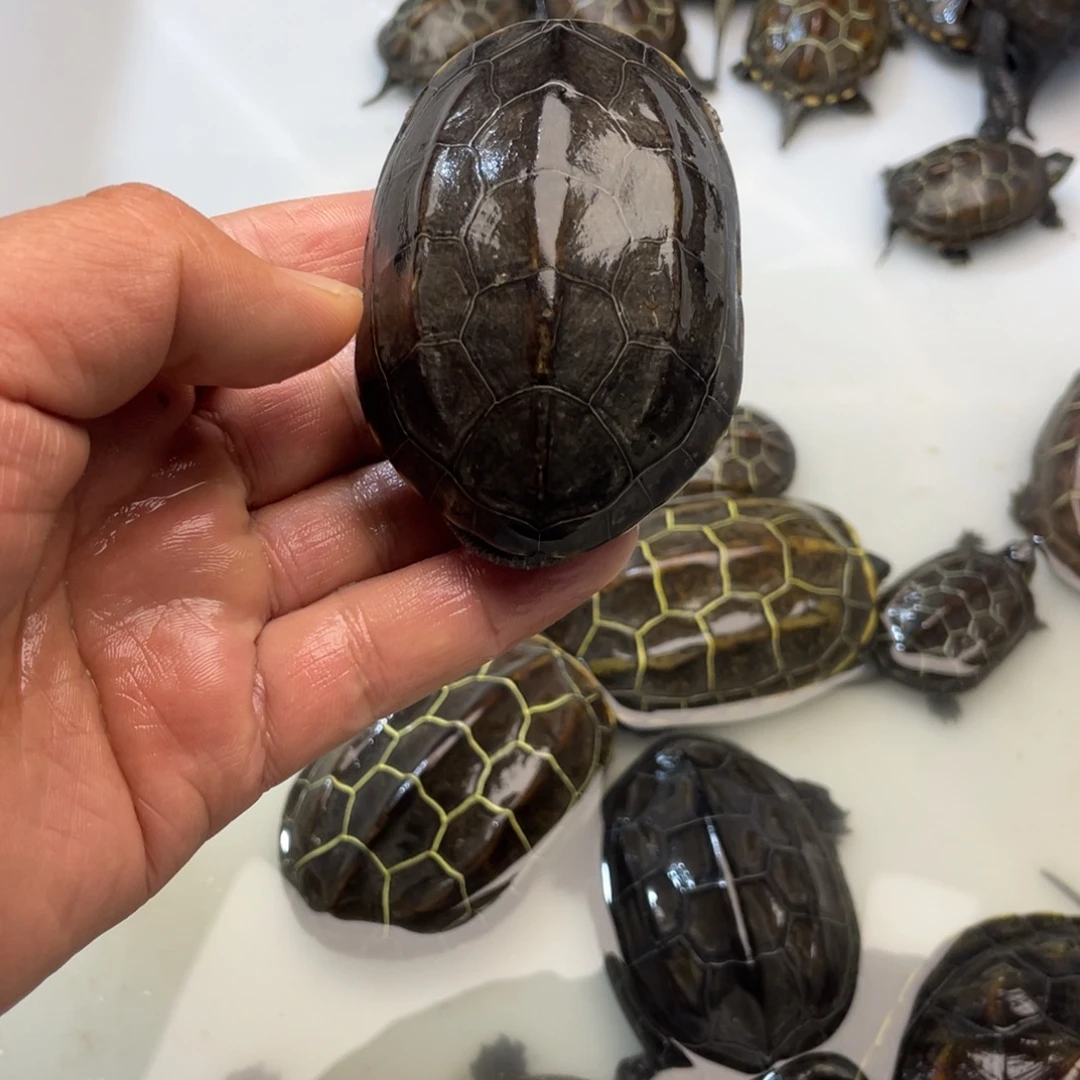 中华草龟公苏北小掌墨