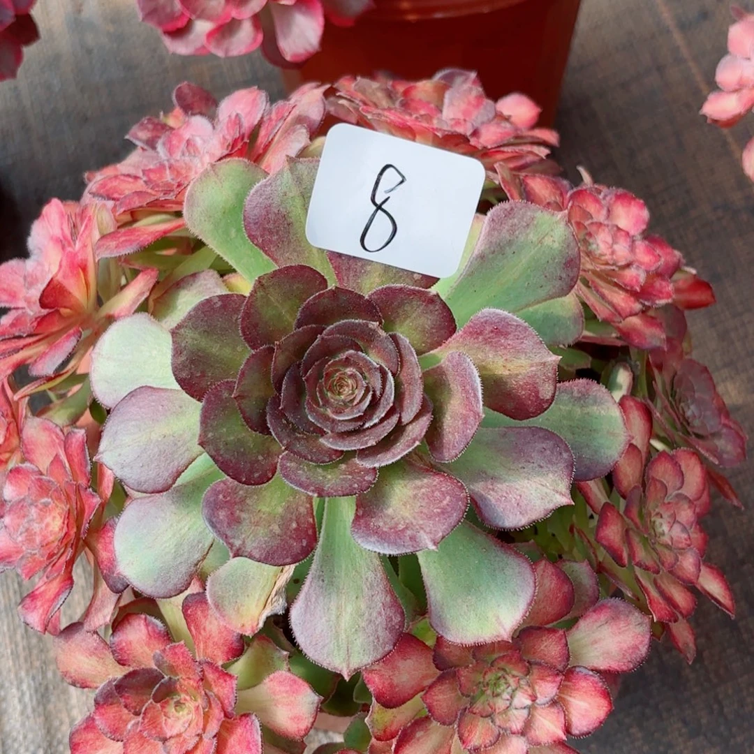 一物一拍多肉法师08