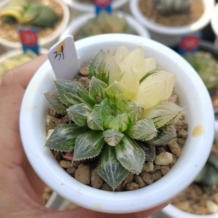 31号楼兰锦一物一拍带盆土发货