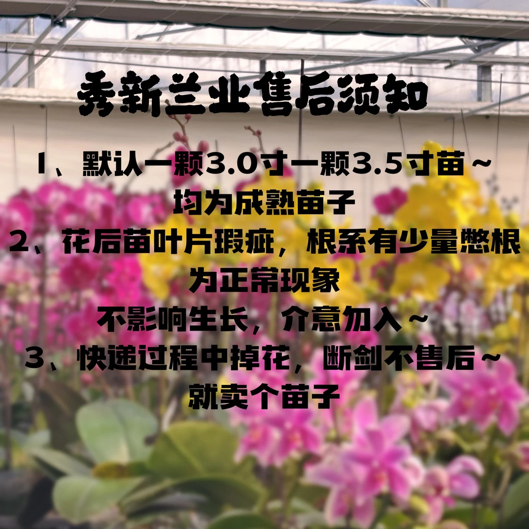【秀新甄选】蝴蝶兰【花后苗2颗】花色随机 叶片瑕疵 开裂 介意勿拍