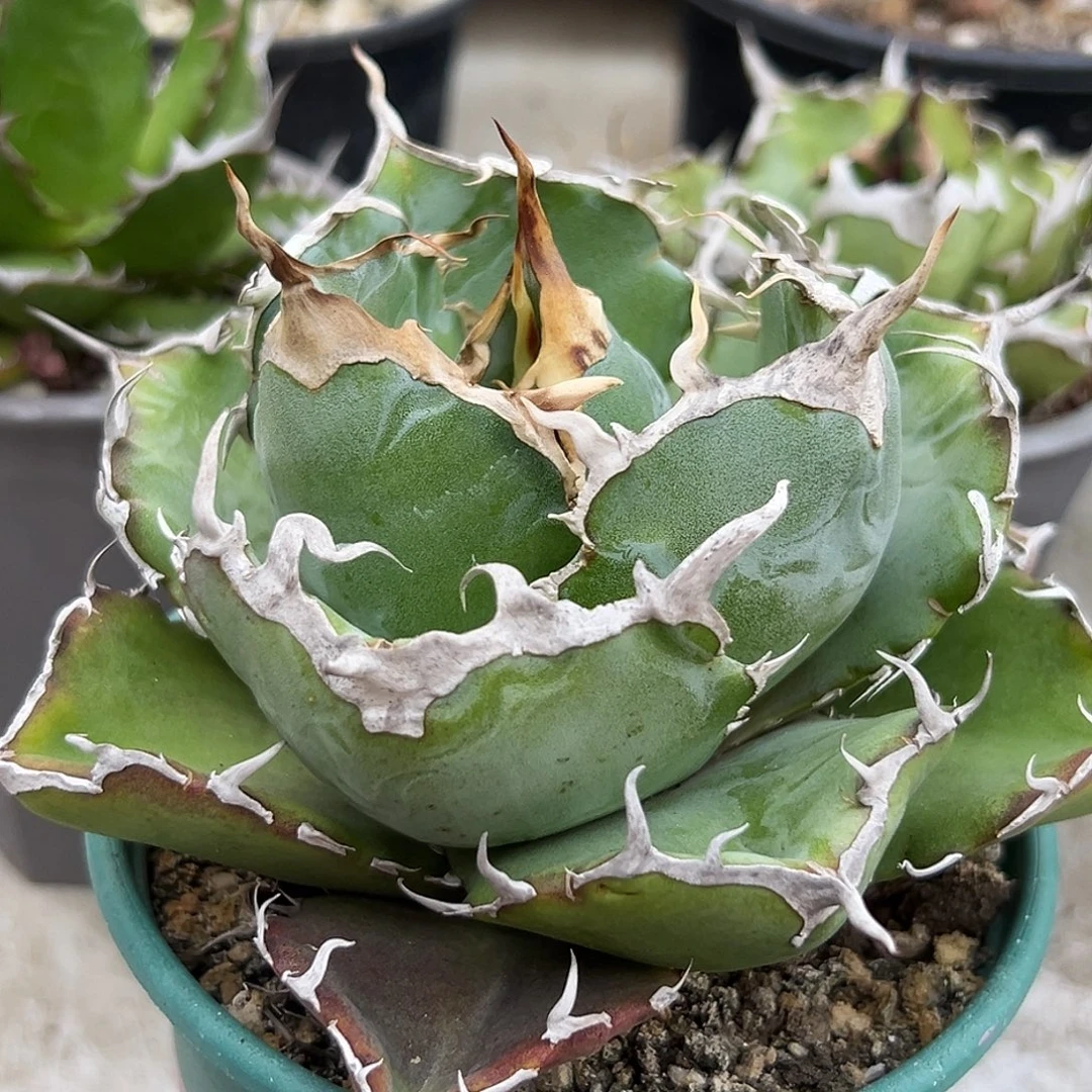 正版白鲸一物一拍偏远不包邮不退不换