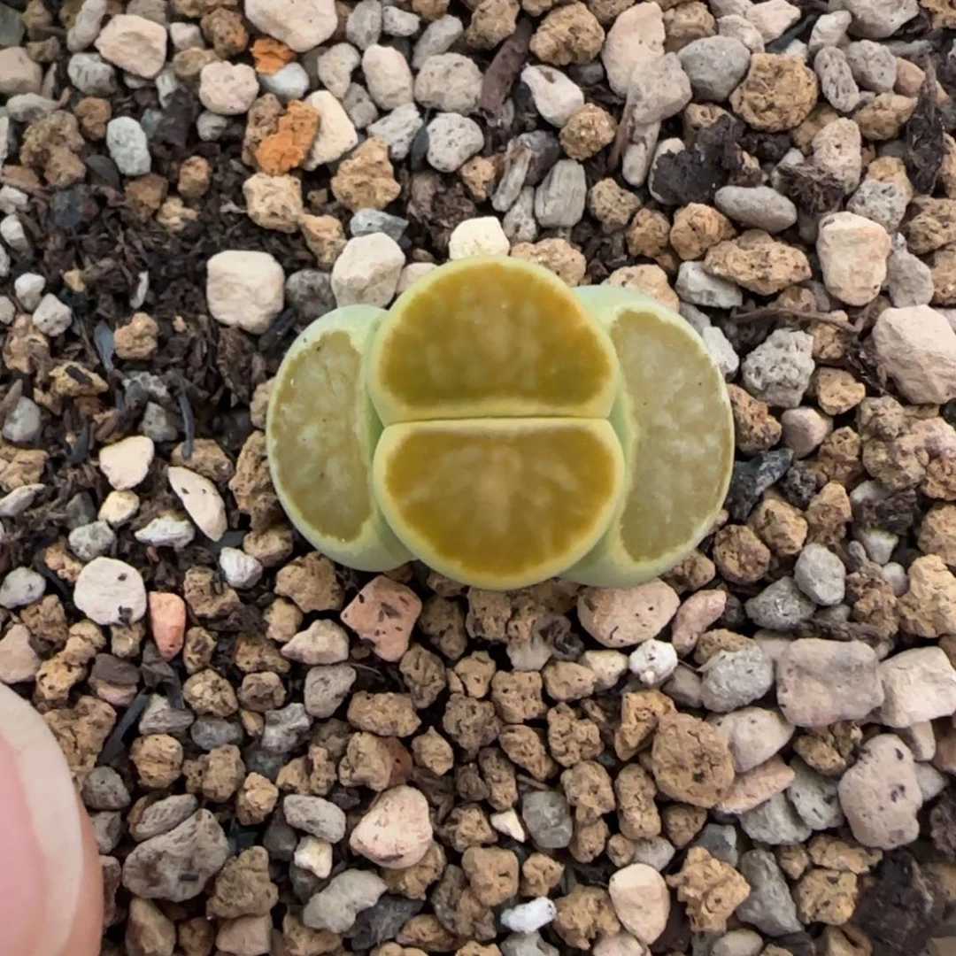 绿菊生石花大棚直播