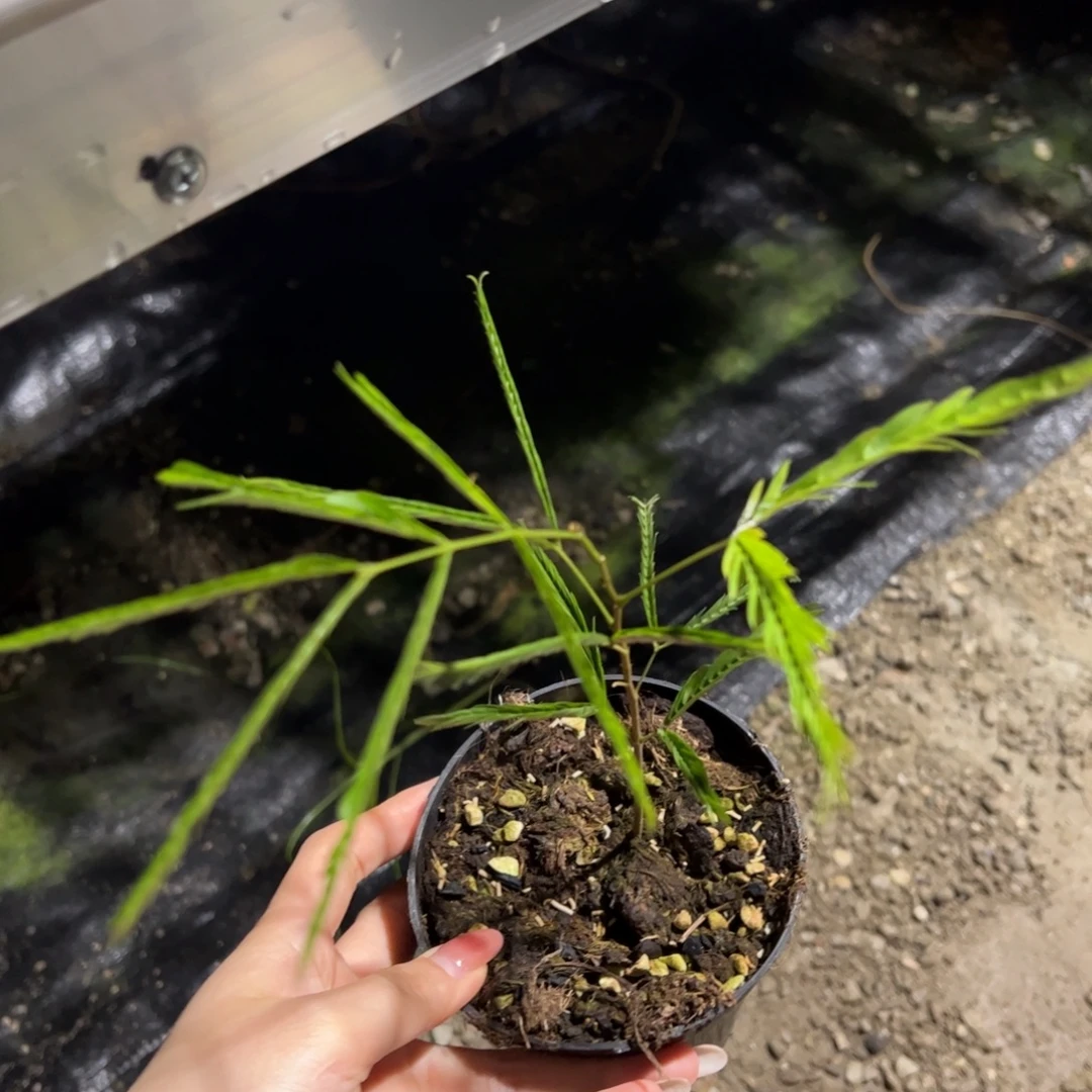 完全开放密叶猴耳环45.8三棵