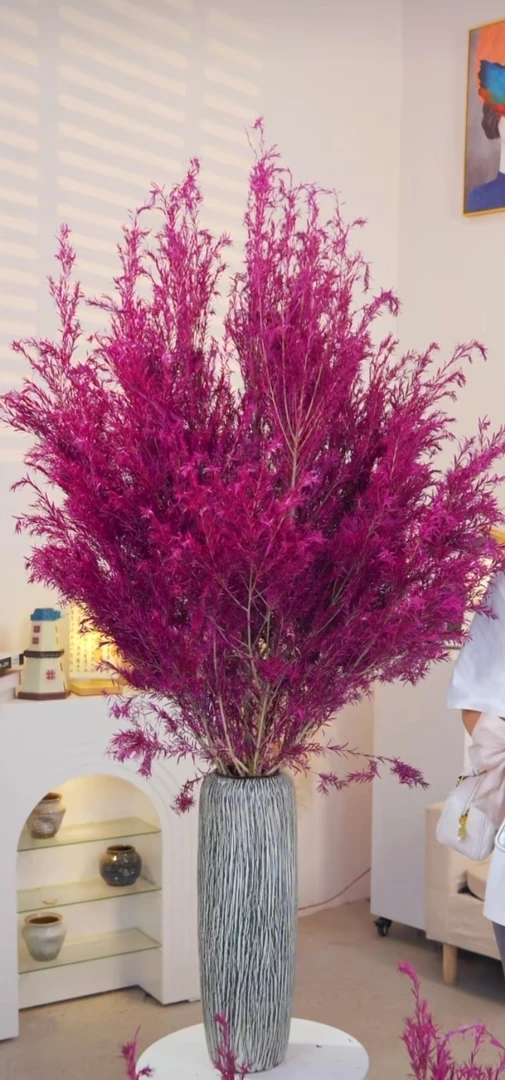 （云南基地）可以养7-8年的千层金高端小众花材