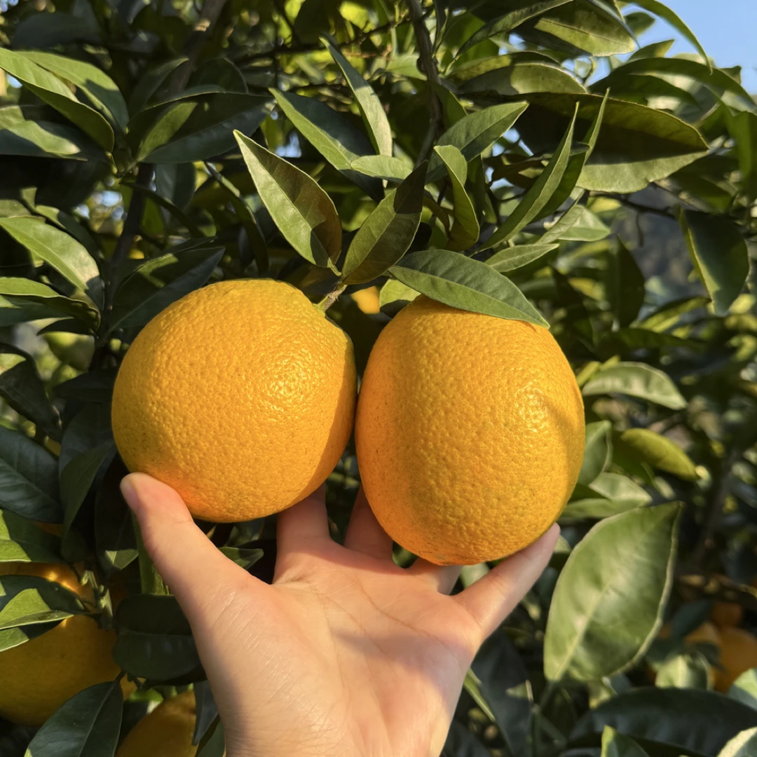 贵州罗甸脐橙橙子（精品大果5斤装，产地直发，纯天然高山红土种植）