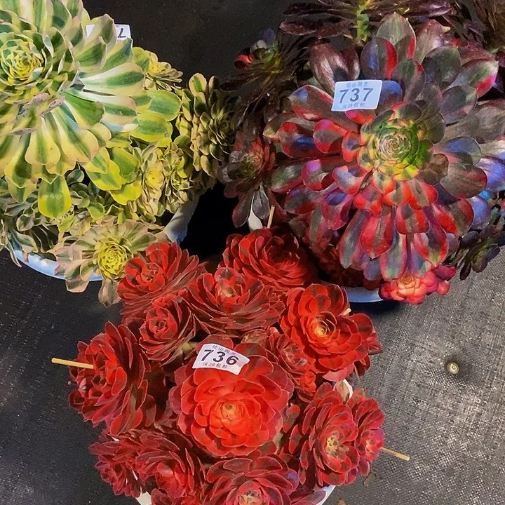 随*736号多肉法师三颗