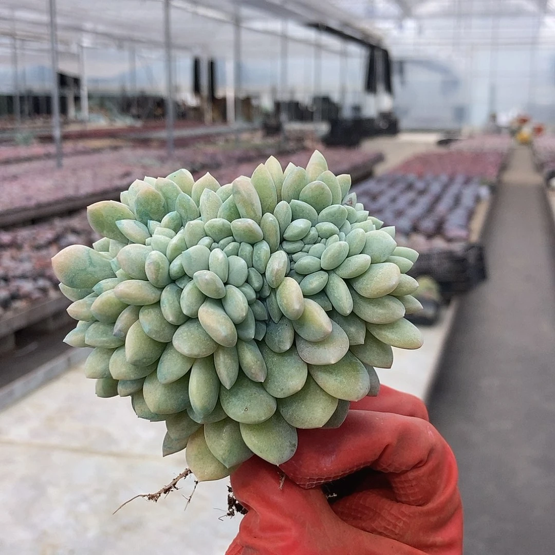 冰橙缀化随机发货