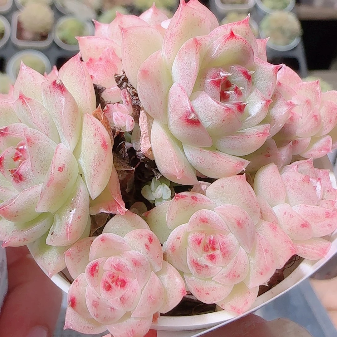 花语逸镜1123-100散