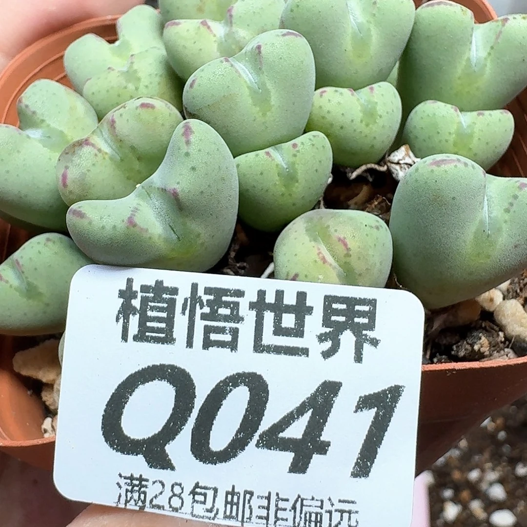 的我的润泽徐哥您hj