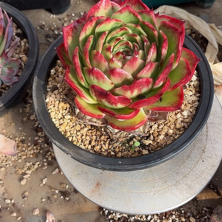 惊鸿仙子多肉植物220