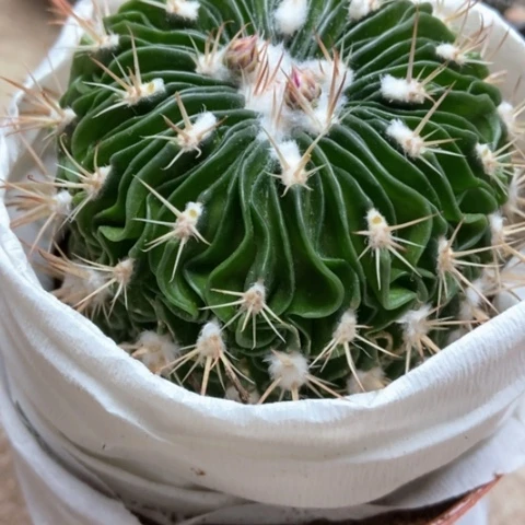 多了玉仙人球12米仙人球