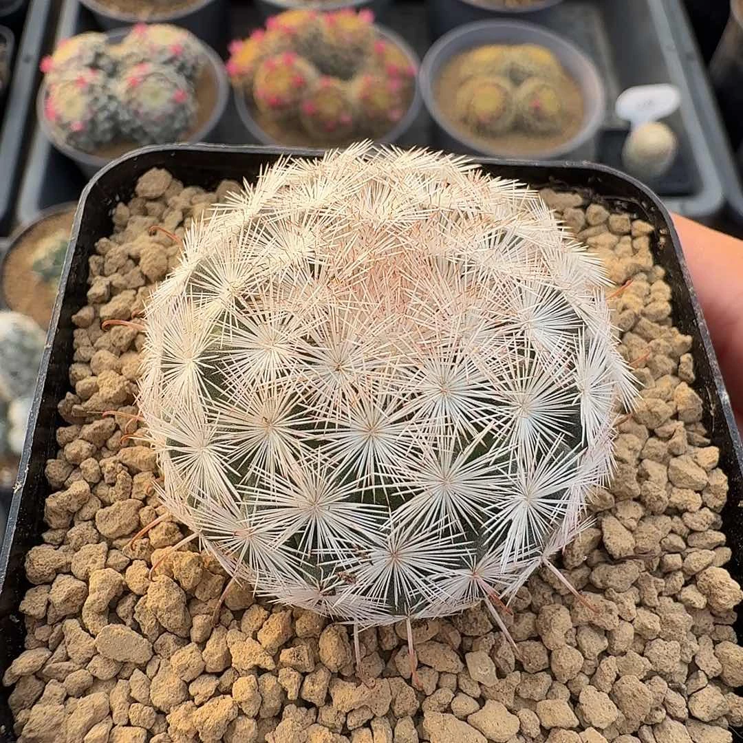 实生半月丸脱土发货