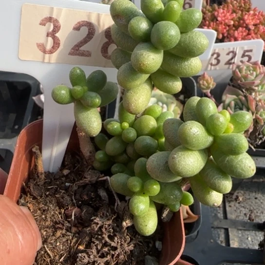 3/8绿龟卵一物一拍多肉