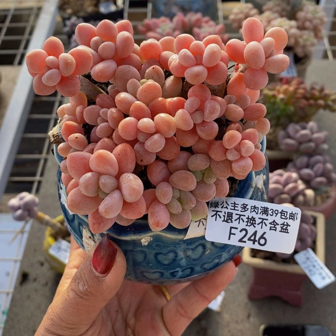 鱼子酱246/10cm多肉
