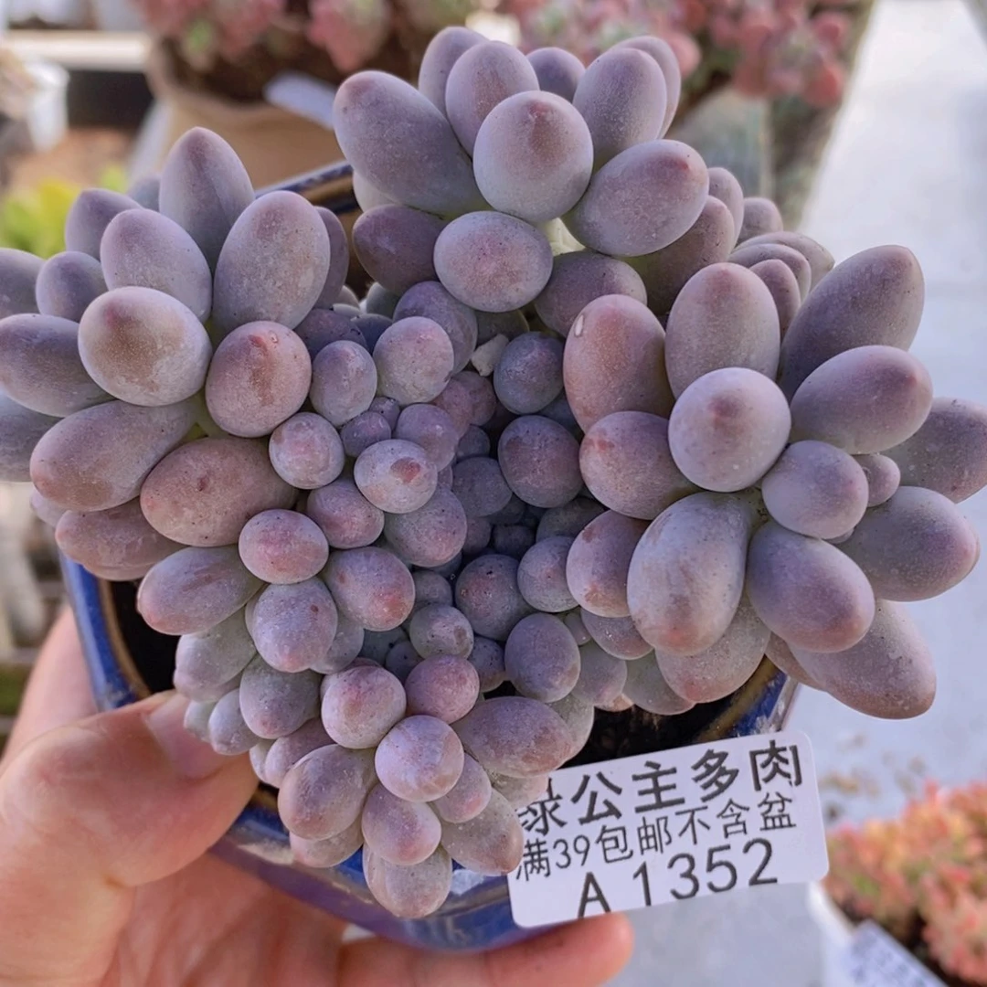 汤圆9cm1352多肉植物