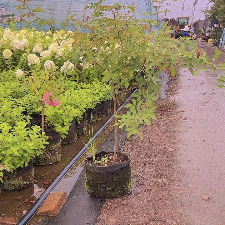 无花朵粉蝶棒棒糖