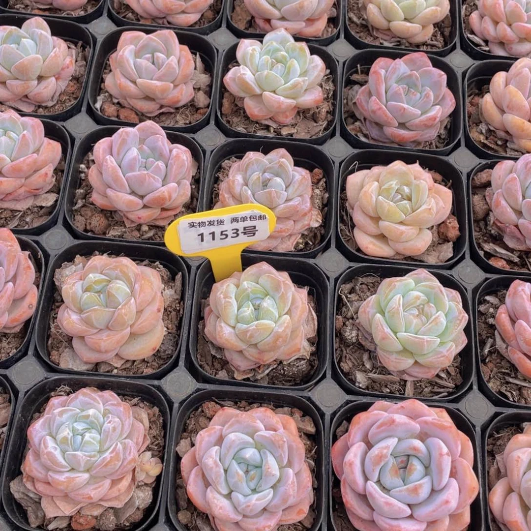 1153号 肥胖奶油大白兔单头2个