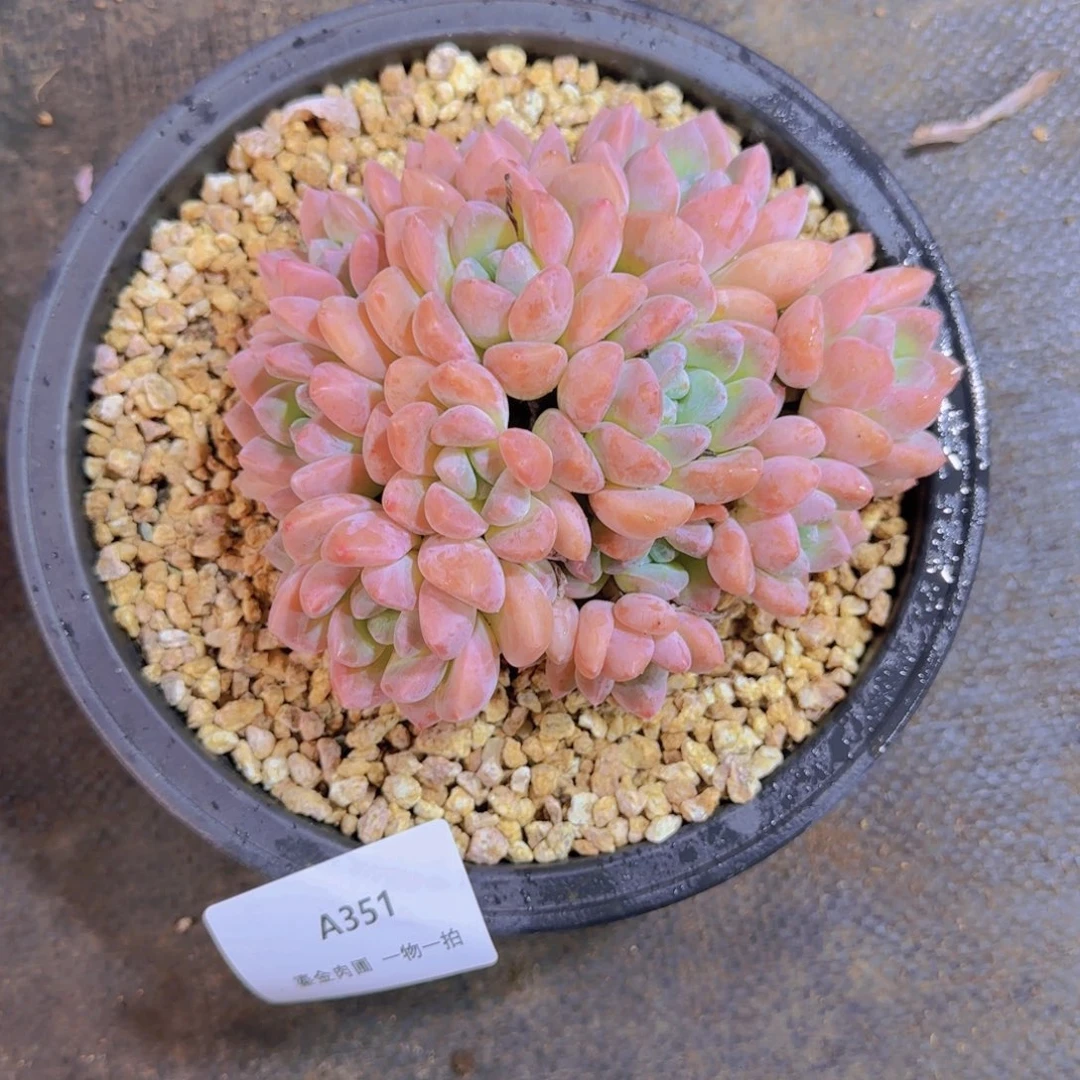 华***华A351芙丽朵群生