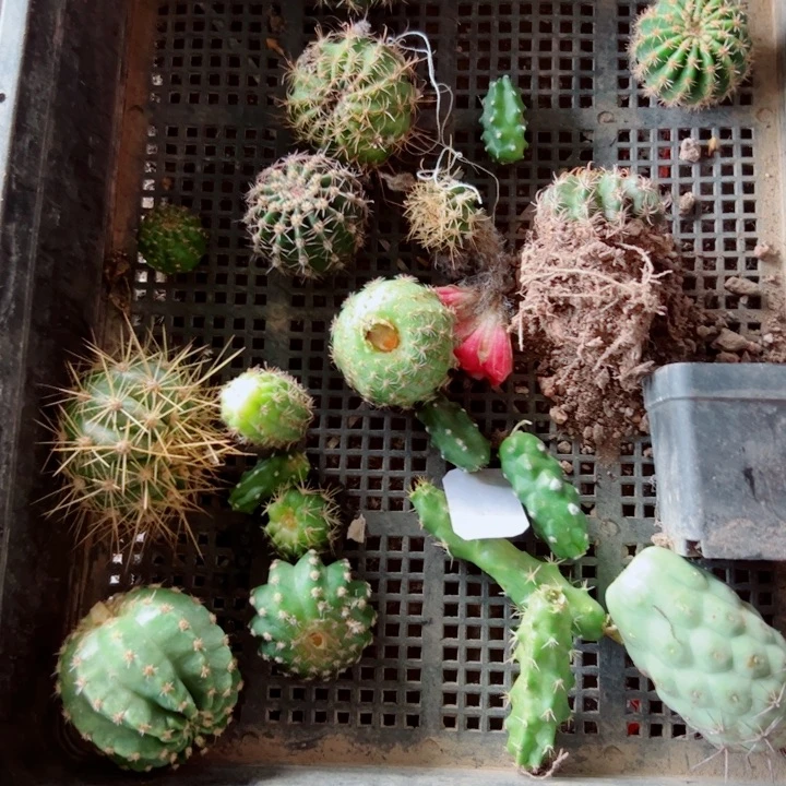 80框拍歪虫咬小无根侧芽无售后