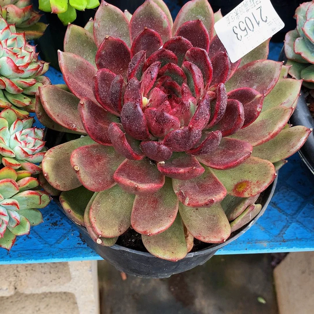 陈***沉    紫水晶多肉21053