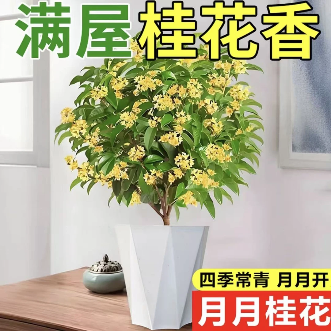 四季桂花盆栽浓香型花期长室内外种植好养活花卉绿植专