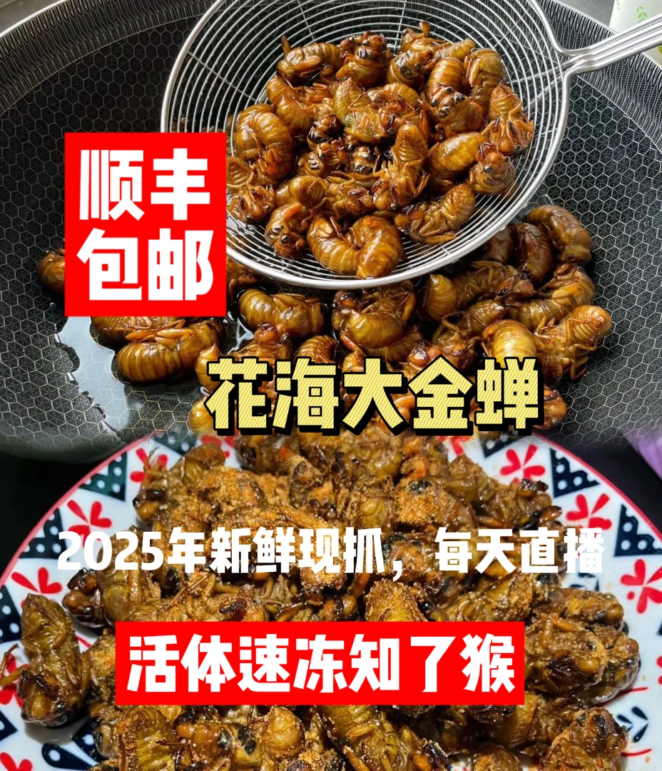 2025年新鲜花海大知了猴顺丰包邮活体速冻金蝉爬叉知了猴
