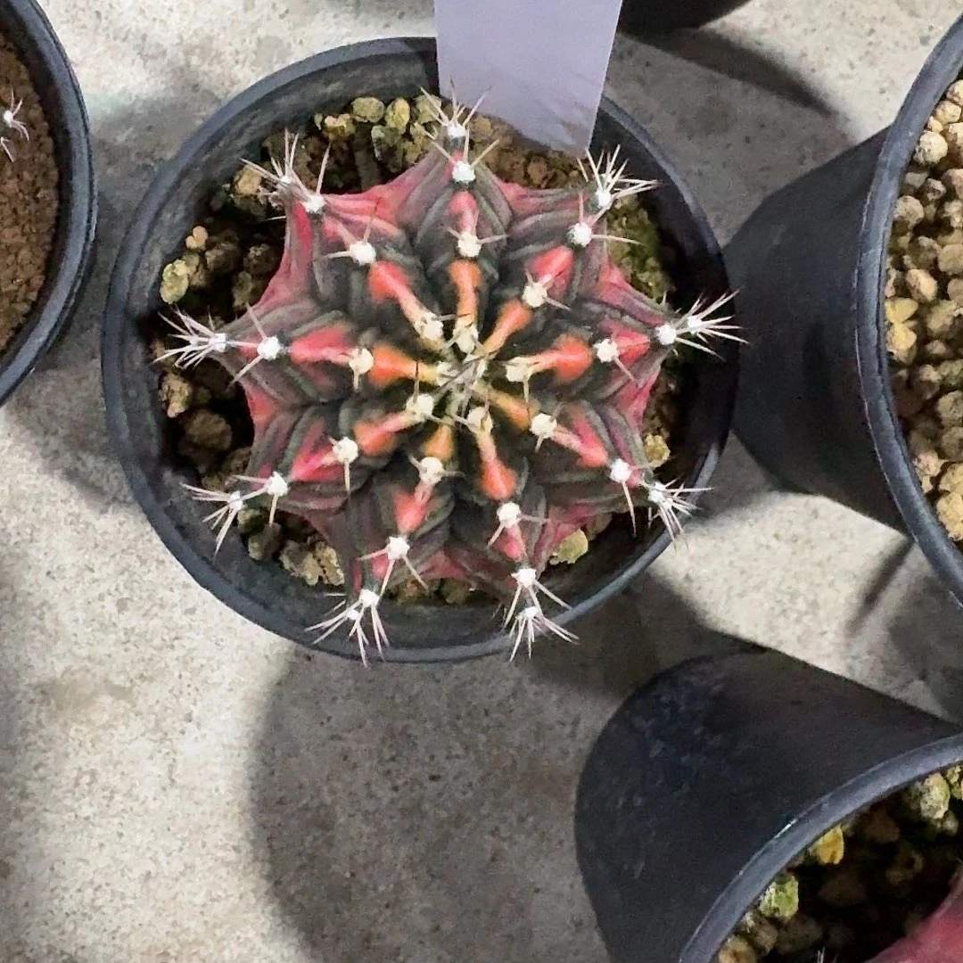 L205-1128广东发货 九秒钟