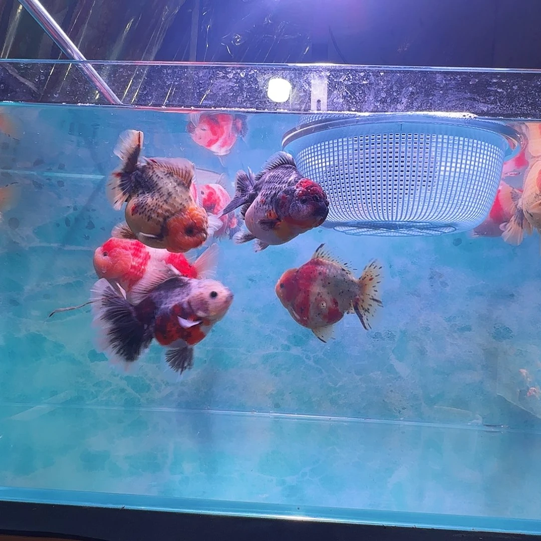 糖***糖金鱼哈哈哈哈哈哈哈哈哈哈