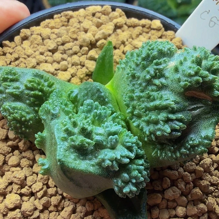 未来无敌顶配收藏品