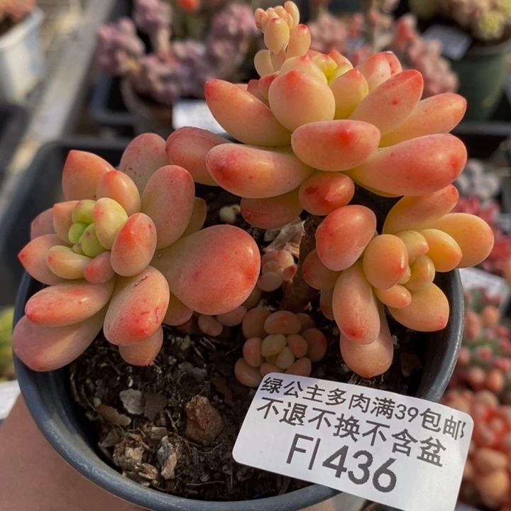 香格里拉8cm436多肉植物