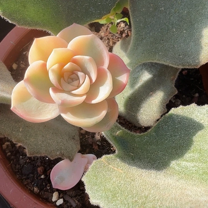 我***粿安娜锦多肉锦植物