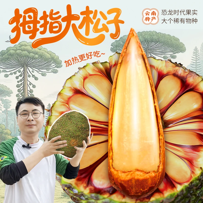 云南拇指南洋杉大松子不含油脂像板栗软糯口感150g/袋