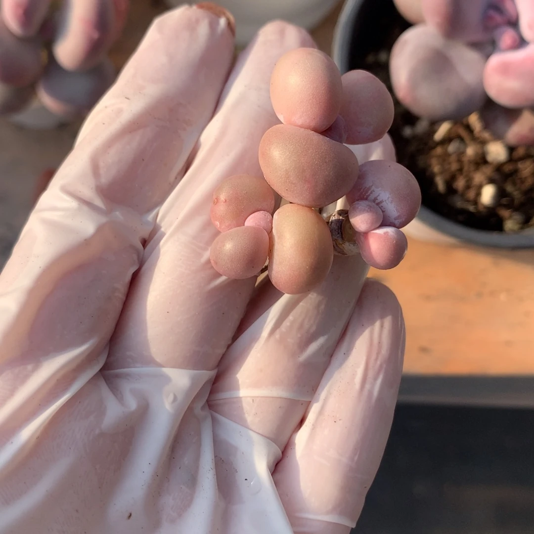 奶酪多肉小奶酪水光针